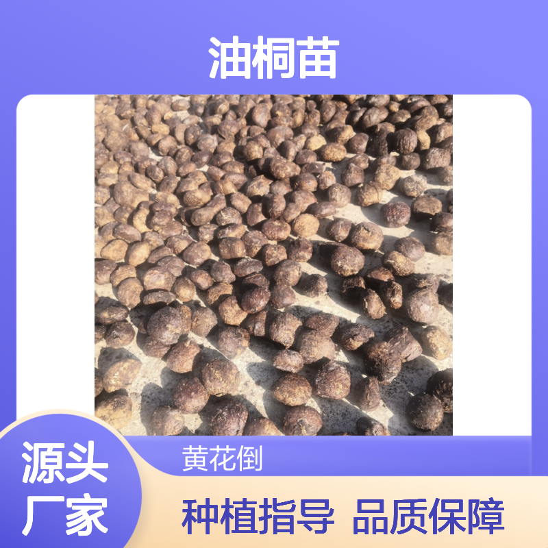 精选油桐苗 种植基地直供 批量优惠 成活率高 生长迅速