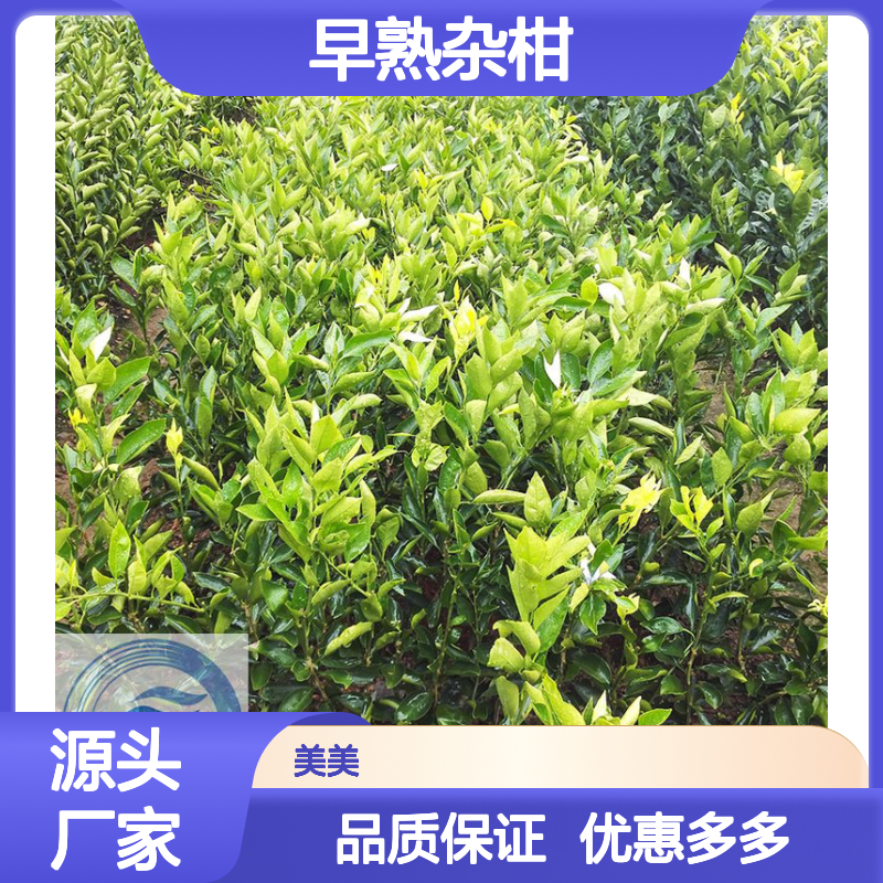正宗晴姬柑桔苗 一年生优质柑橘苗 早熟杂柑新品种 宜设施栽培