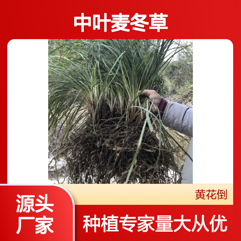 中叶麦冬草 种植区直供 批发优选 高产稳产 适应性强