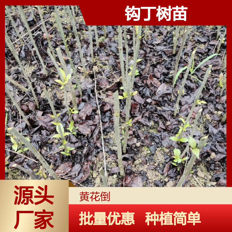 钩丁树苗 荒山荒地优选种植 批发供应 管理简单