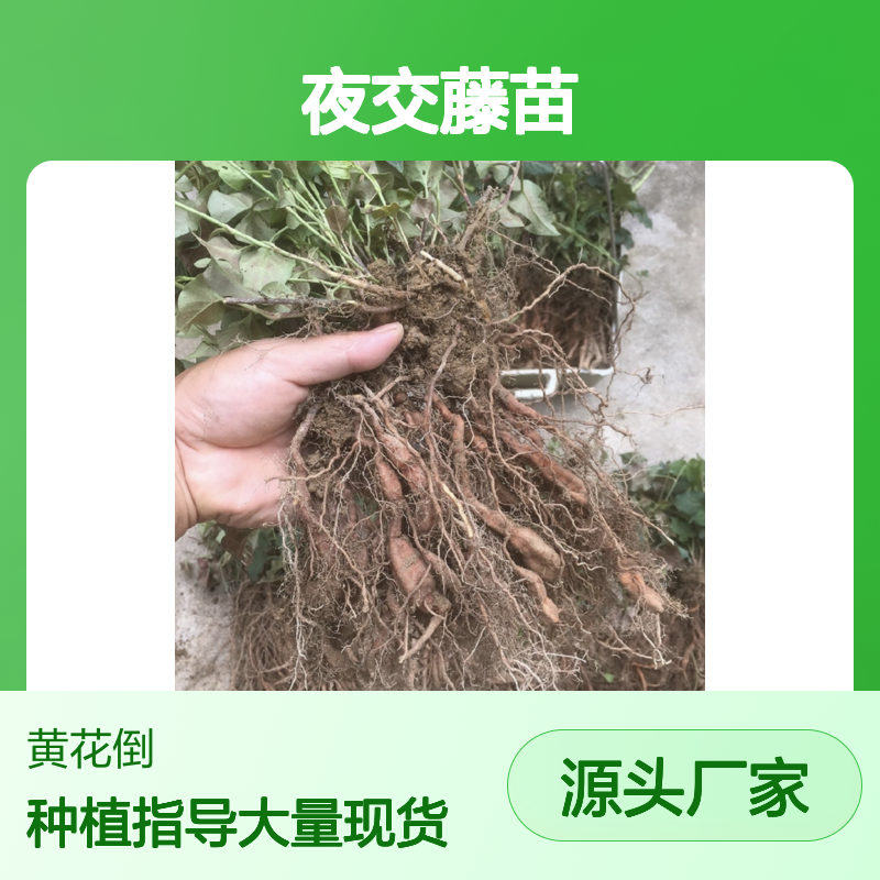 夜交藤苗百亩基地 直供批发 品质优良 生长旺盛
