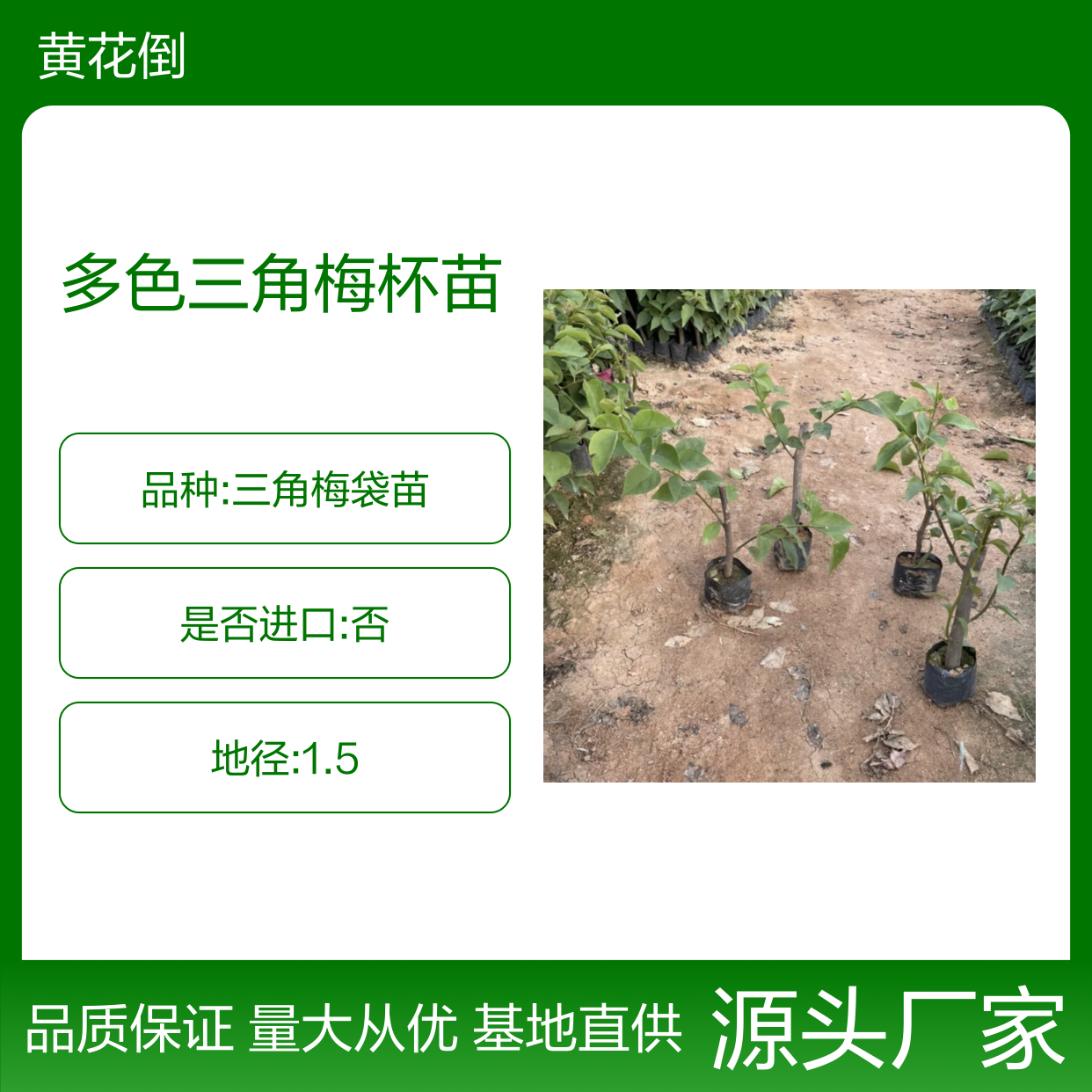 多色三角梅杯苗 基地直供 批发优选 生长迅速 耐寒耐旱
