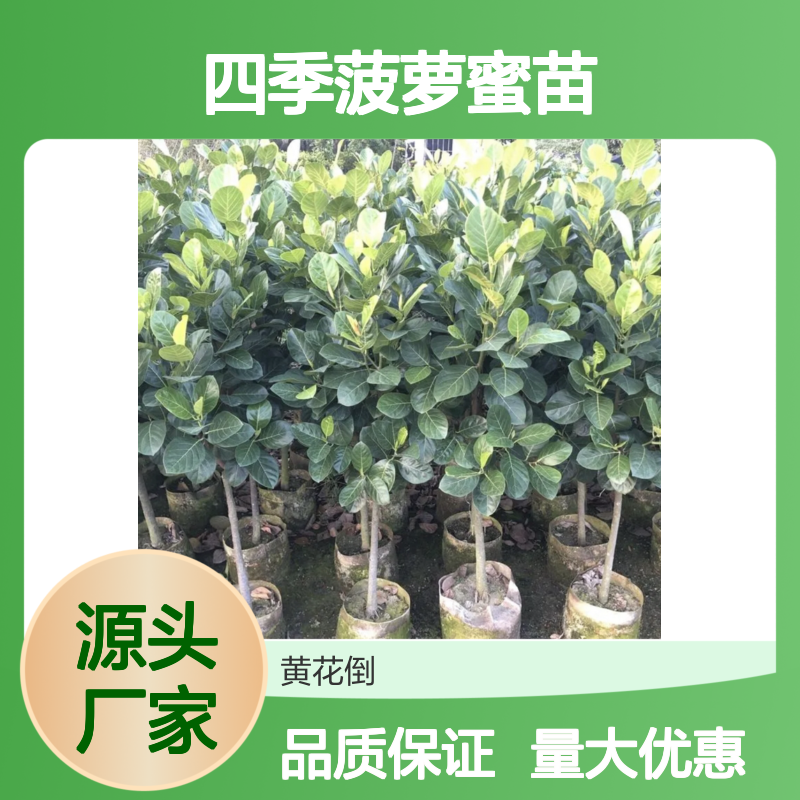 四季菠萝蜜苗 优质果树苗木 色泽鲜黄 纹理美观