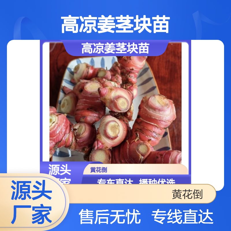 高凉姜茎块苗 园林绿化优选品种 饱满无虫 专业培育