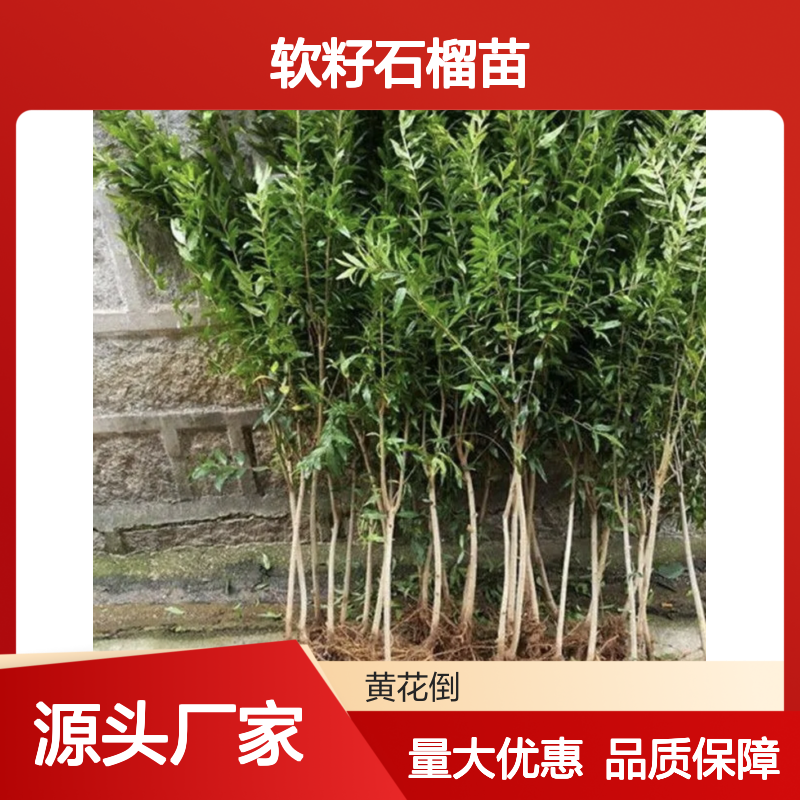 软籽石榴苗 树冠分枝多 柔韧不易折 寓意吉祥 叶形优美