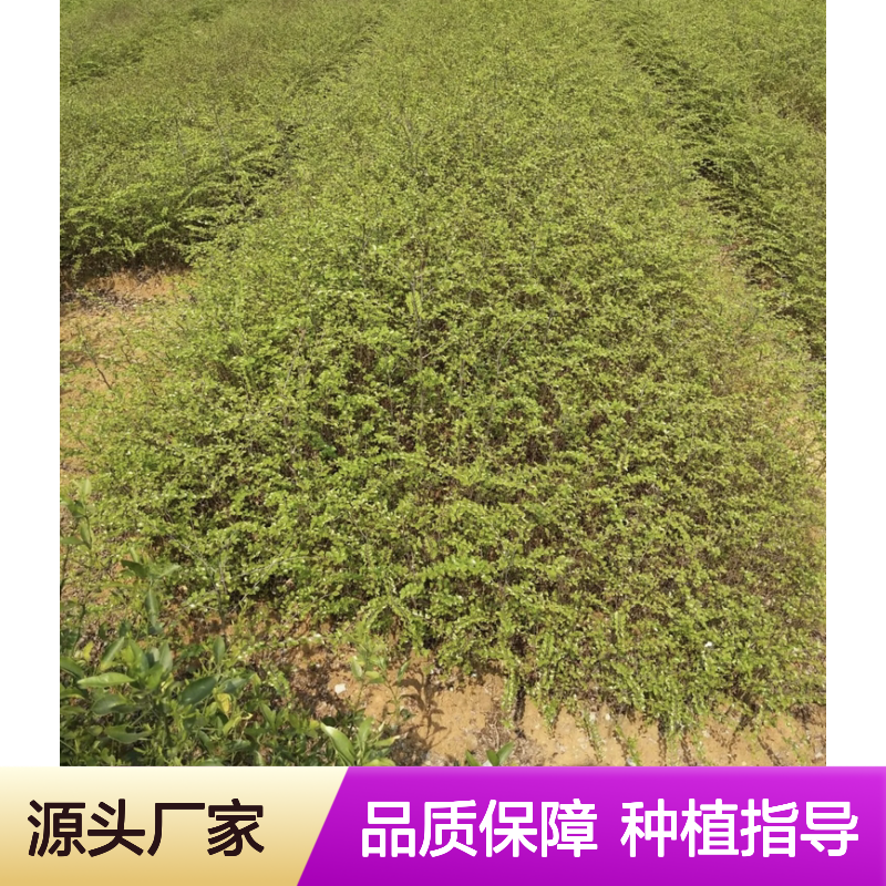 马甲子刺苗基地直供 园林果树苗木 易于种植 适应性强