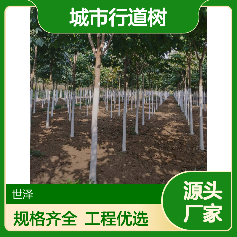 七叶树 8-10-12-15公分 规格齐全 工程专用 城市行道树