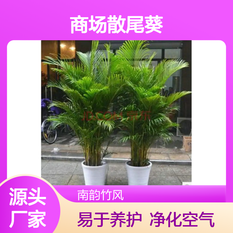 商场散尾葵绿植盆栽 室内观景优选 净化空气 易于养护
