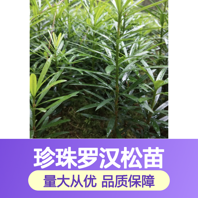 珍珠罗汉松苗 庭院优选绿植 枝叶茂密 易于养护