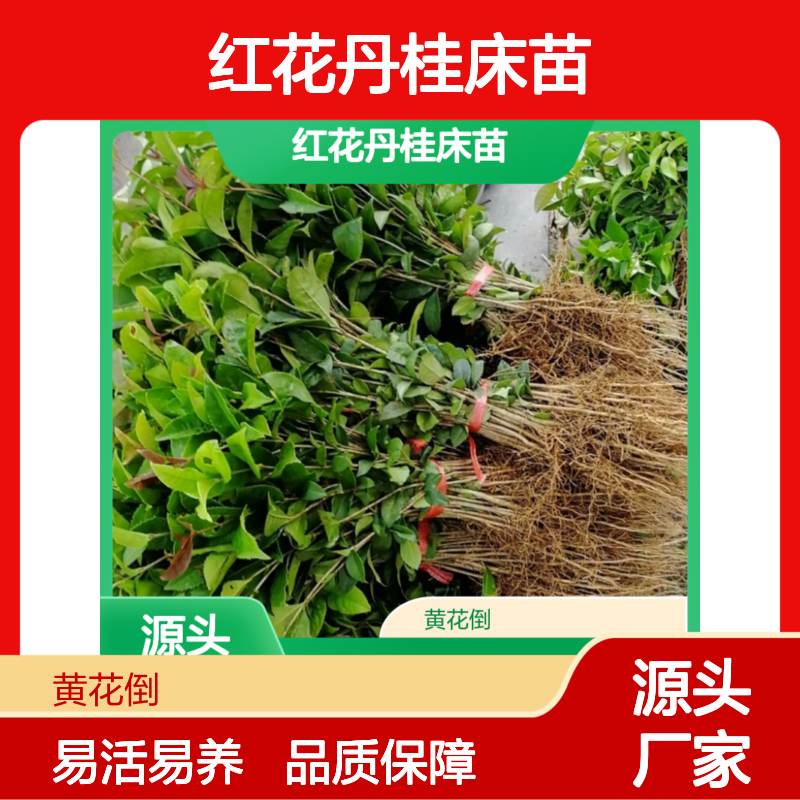 红花丹桂床苗 优质园林绿化植物 抗性强健 易于养护