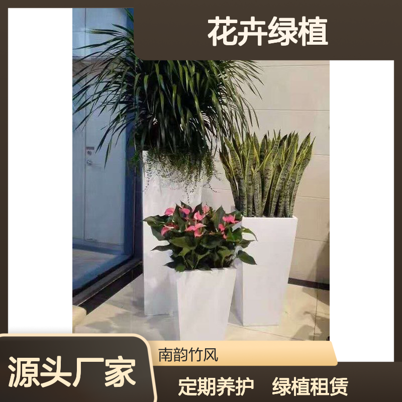 绿植租赁宝 安花卉绿植出租 定期上门养护 不定期更换 南韵竹风