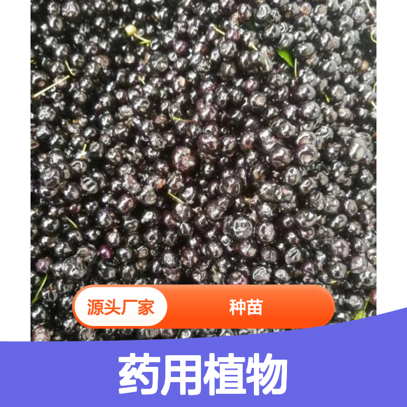 岗梅种苗 药用植物 园林优选品种 源头厂家直供