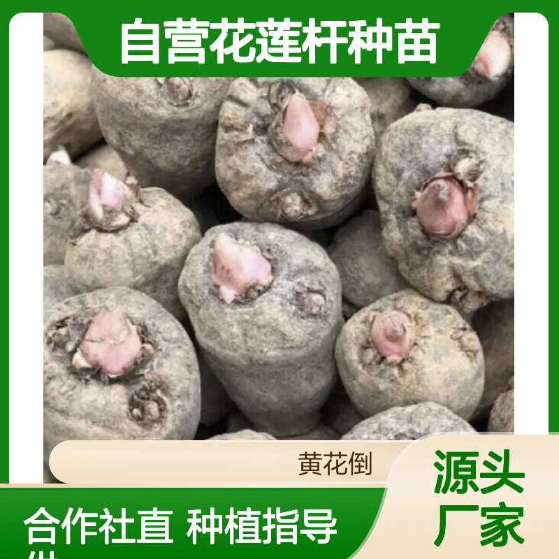 苗木合作社自营花莲杆种苗 优质保障 专业培育