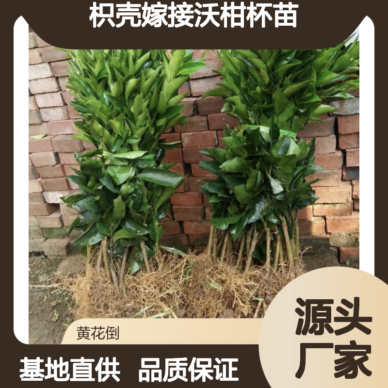 枳壳嫁接沃柑杯苗 基地直供挂果强 长势旺盛 汁多味甜