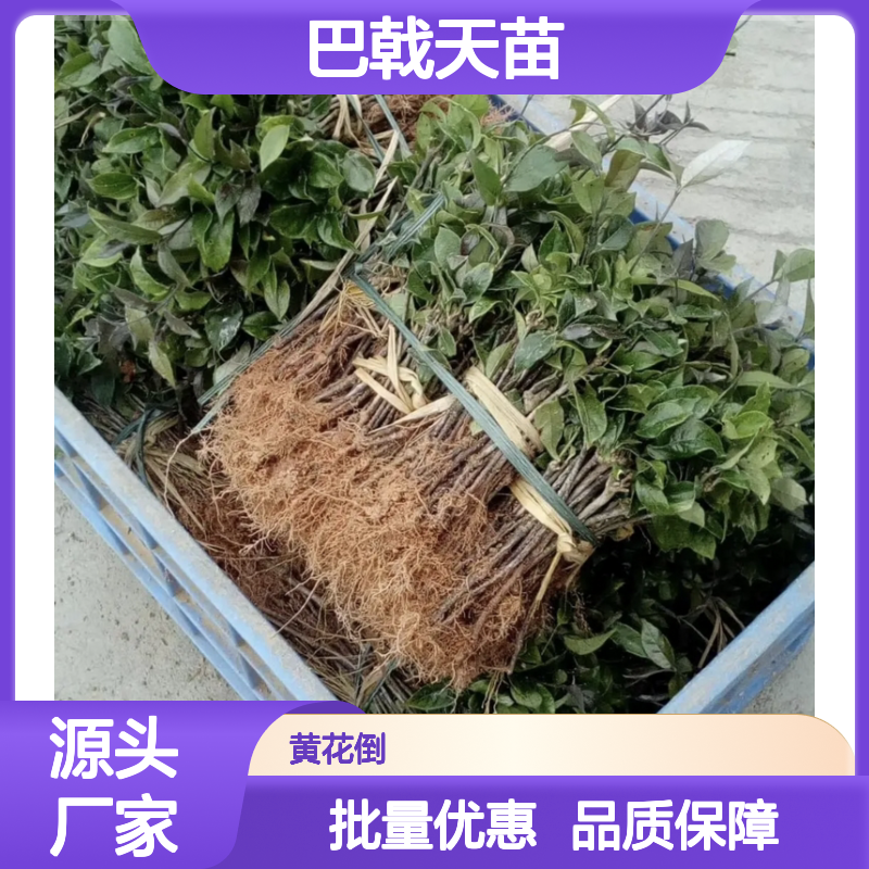 巴戟天种植园 良种巴戟天苗 批发供应 药用价值