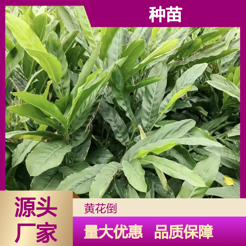 海良姜种苗 苗圃直供 保证品质 技术分享 生长迅速