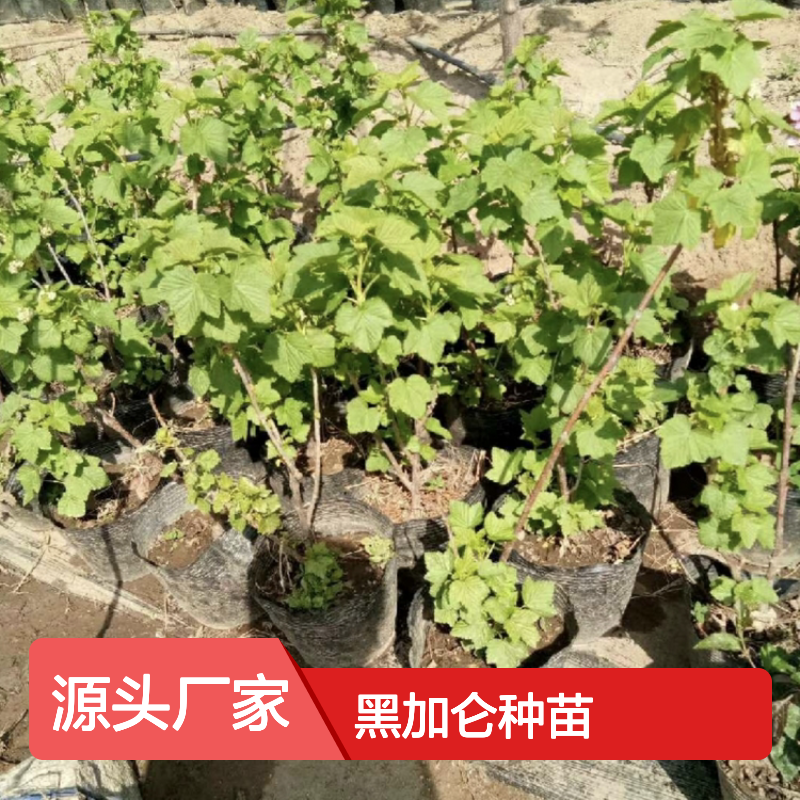 黑加仑种苗 秋季栽植 高成活率 生长旺盛 管理方便