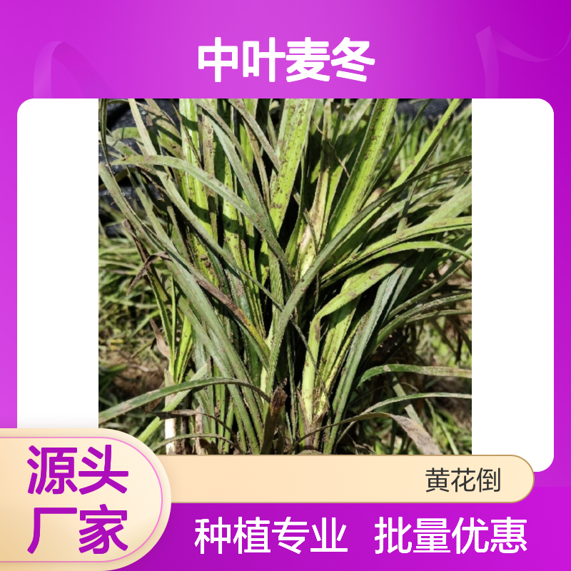 中叶麦冬 百亩基地直供 批发优选 生长健壮 产量稳定