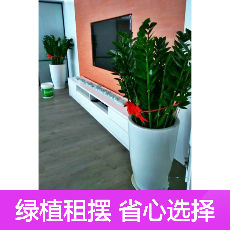 写字楼绿植租摆服务 便捷高效 专业经验 省心省力