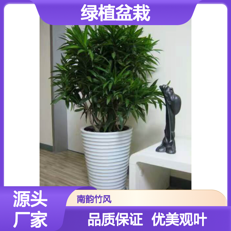 百合竹绿植盆栽 室内观叶植物 格调高雅 生机盎然
