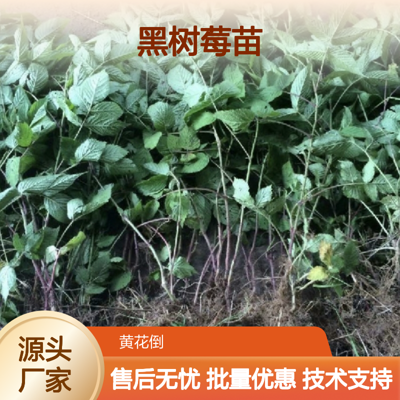 黑树莓苗 基地直供 批量种植优选 高产易活 抗旱耐寒