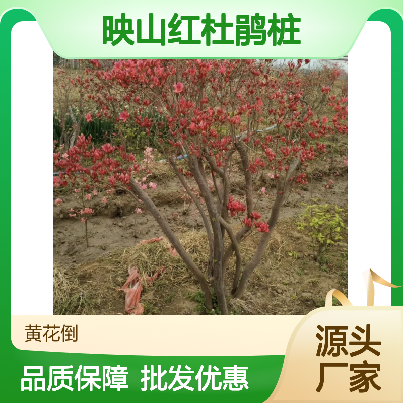 映山红杜鹃桩 扦插繁殖易成活 花色艳丽 栽培简单