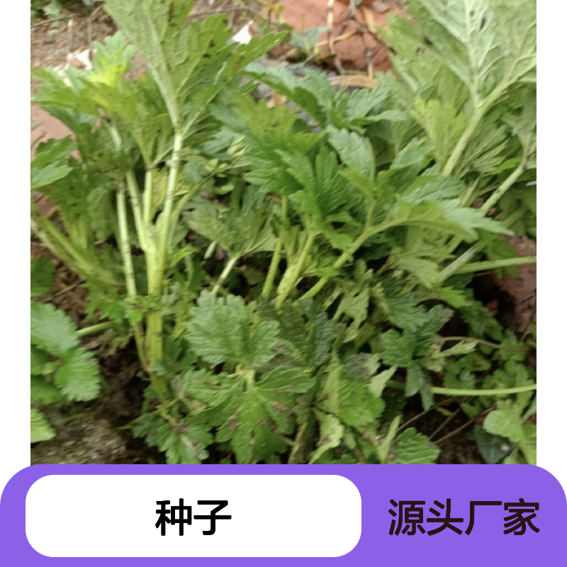 新采收当年茺蔚种子 苗木合作社自营免费技术指导