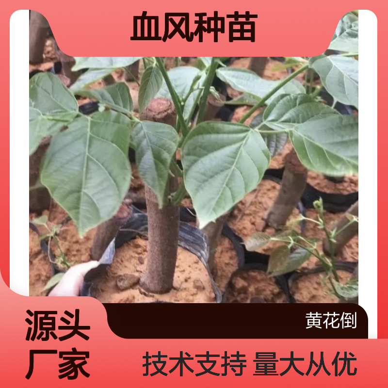批发血风种苗 鸡血藤苗种植技术指导 园林植物