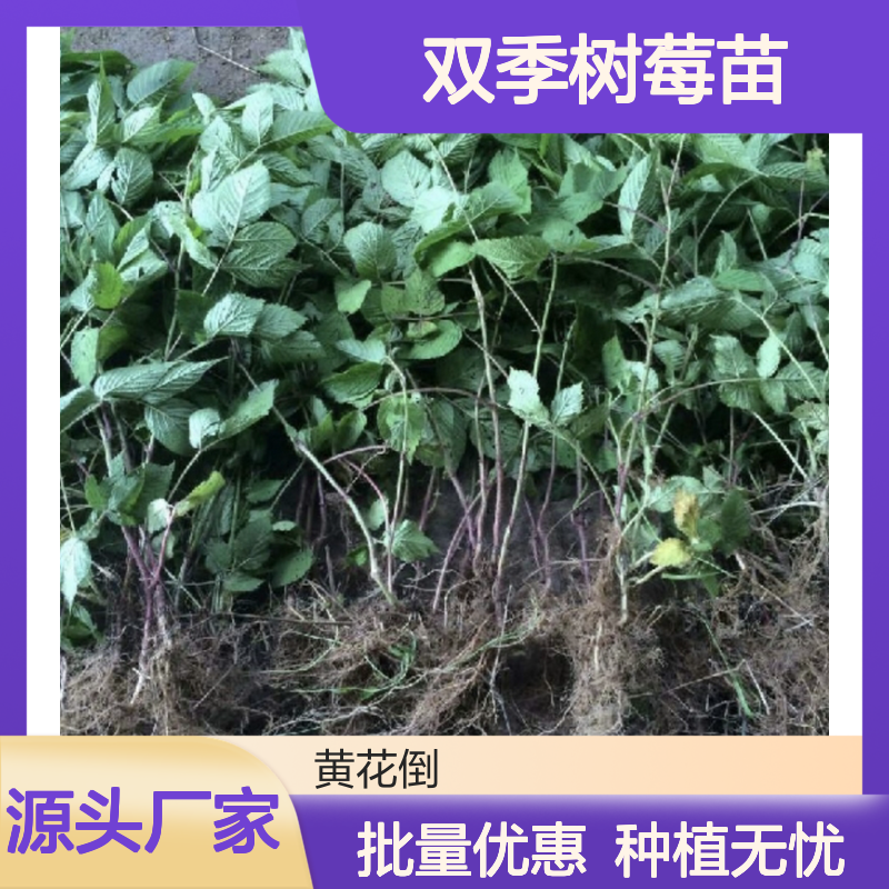 双季树莓苗 基地直供 种植指导 抗病丰产 品质优良