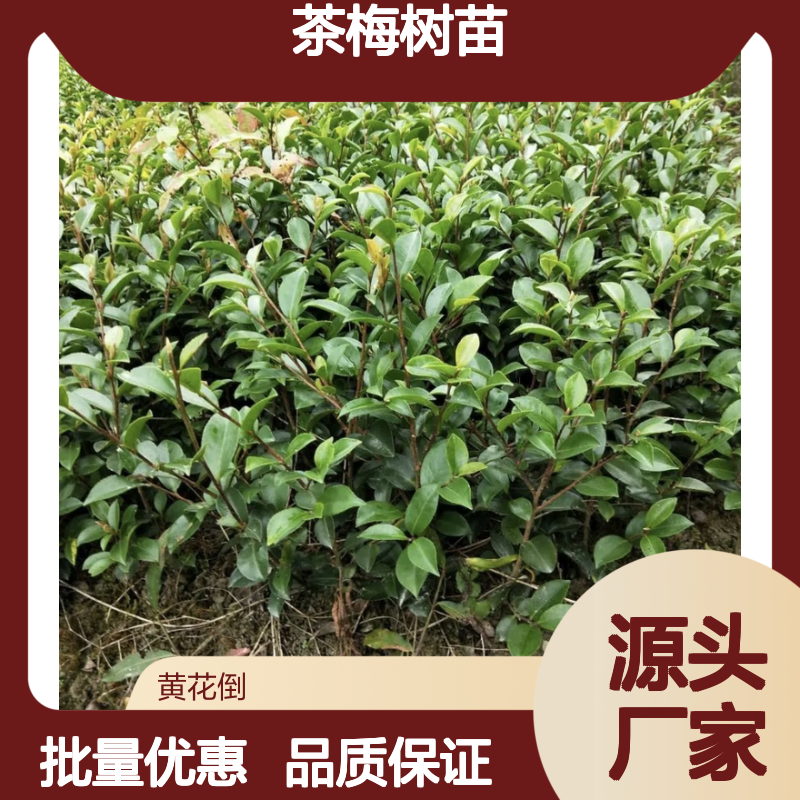 茶梅百亩种植园 优质茶梅树苗 批发供应 货源充足