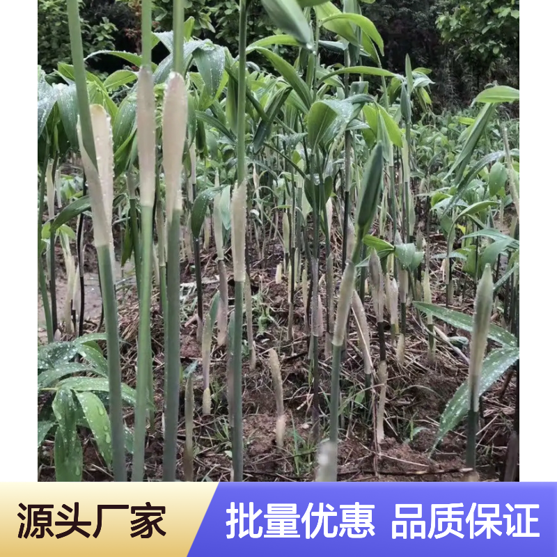 百亩种植红花滇黄精 优质种苗批发 基地直供 管理简便