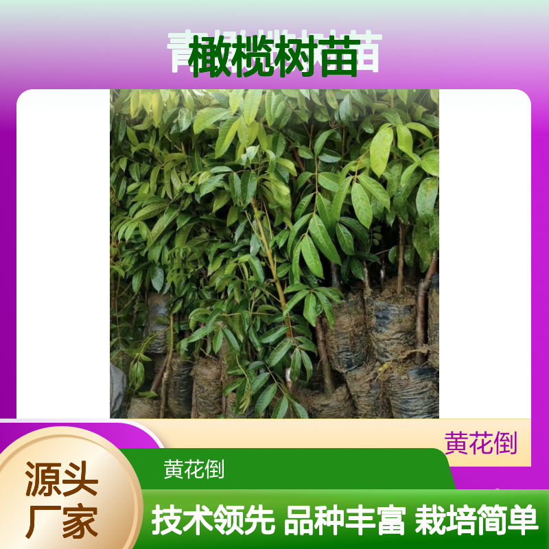 青橄榄树苗 批发供应 果园直供 品种丰富 栽培简单