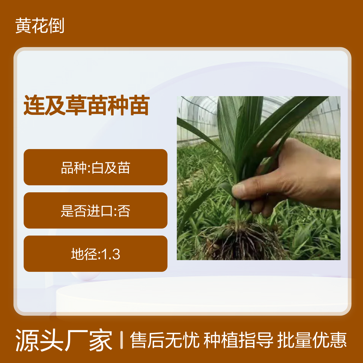 百亩连及草苗 优质种苗供应 生长迅速 功效多样