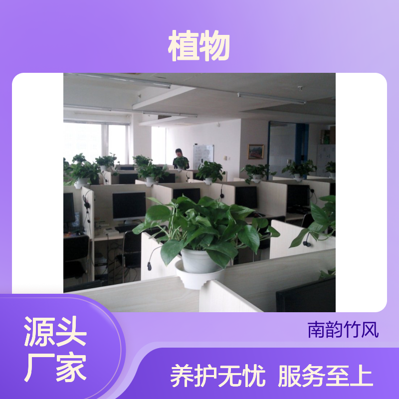 南韵竹风植物租摆服务 厂家直供 品种多样 成活率高