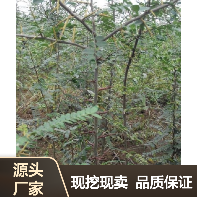 现挖现卖皂荚树种苗 基地直发包教种植管理技术品质纯正可票