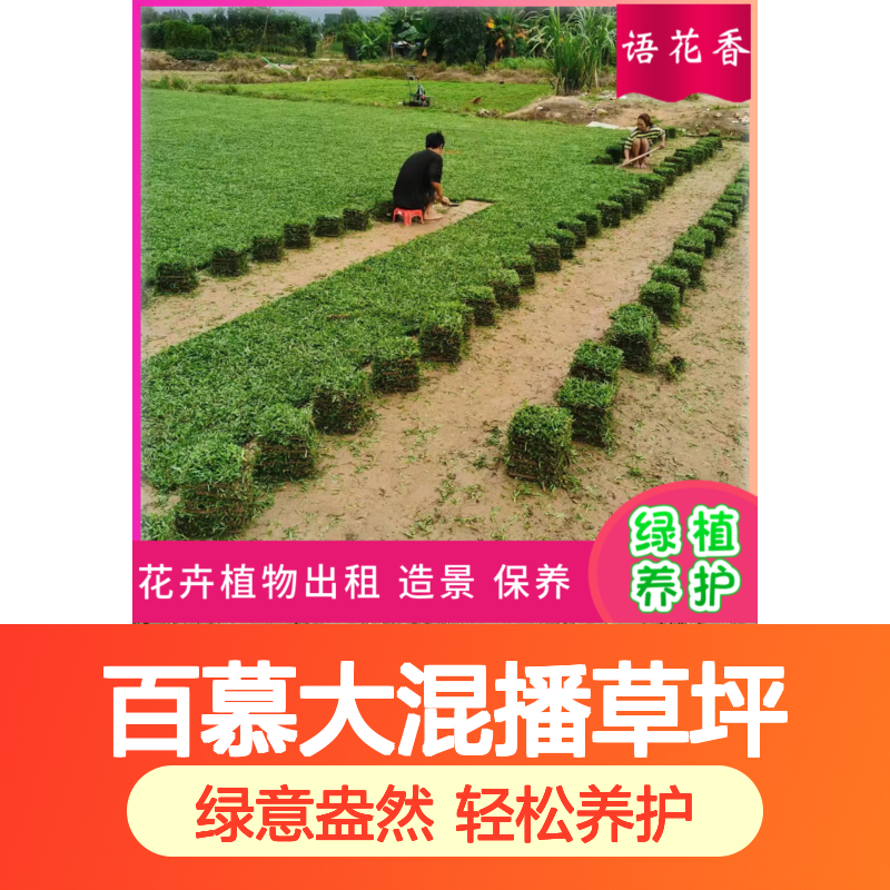 百慕大混播草坪 绿化草皮 适用于高速公路绿化工程