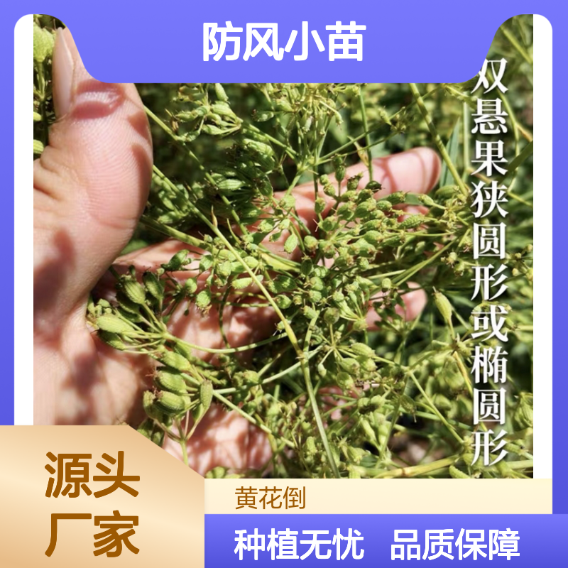 防风小苗 耐寒耐旱 适合春秋播种 生长旺盛 技术成熟