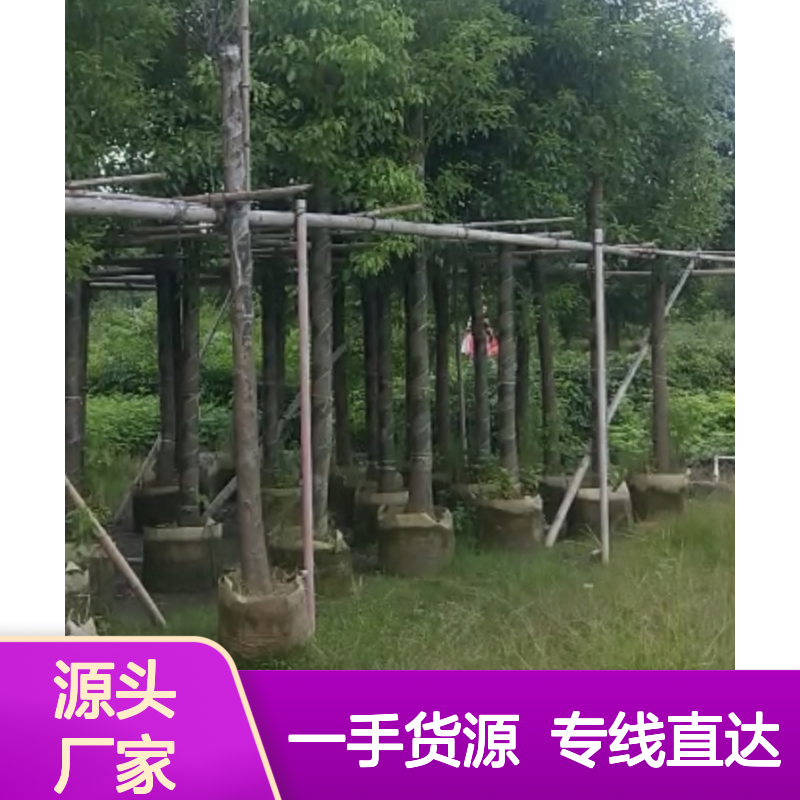 产地一手货源小叶香樟芽苗 购买数量达到要求 全国专线车直达送货
