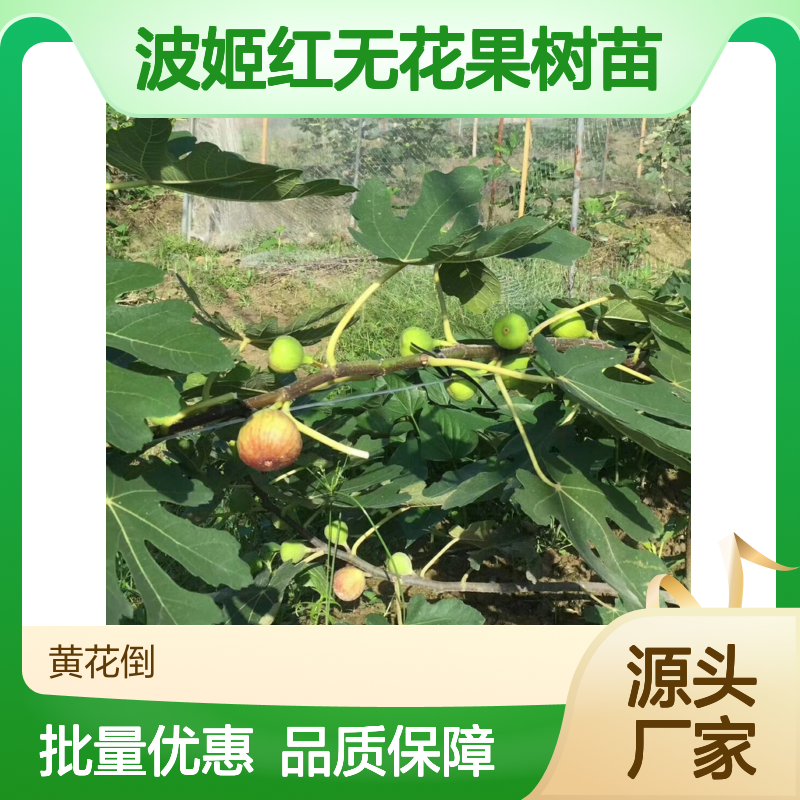 波姬红无花果树苗 基地直供 品种优良 耐旱耐寒