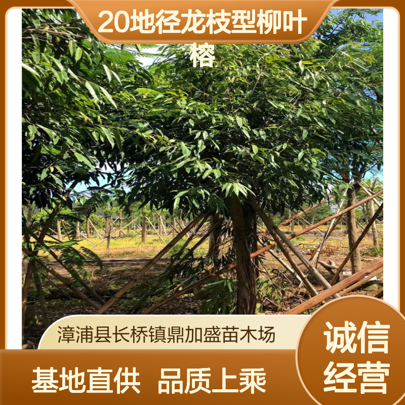 鼎加盛基地直供 20地径龙枝型柳叶榕 常绿露地苗 适种高速服务管理区