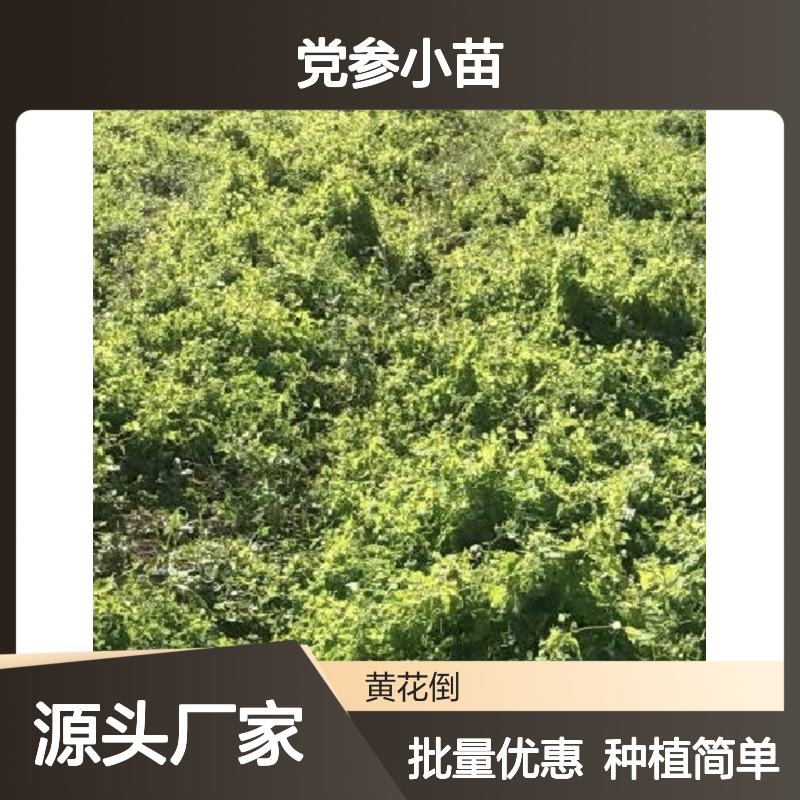 党参小苗种植区 优质党参小苗批发供应 生长旺盛