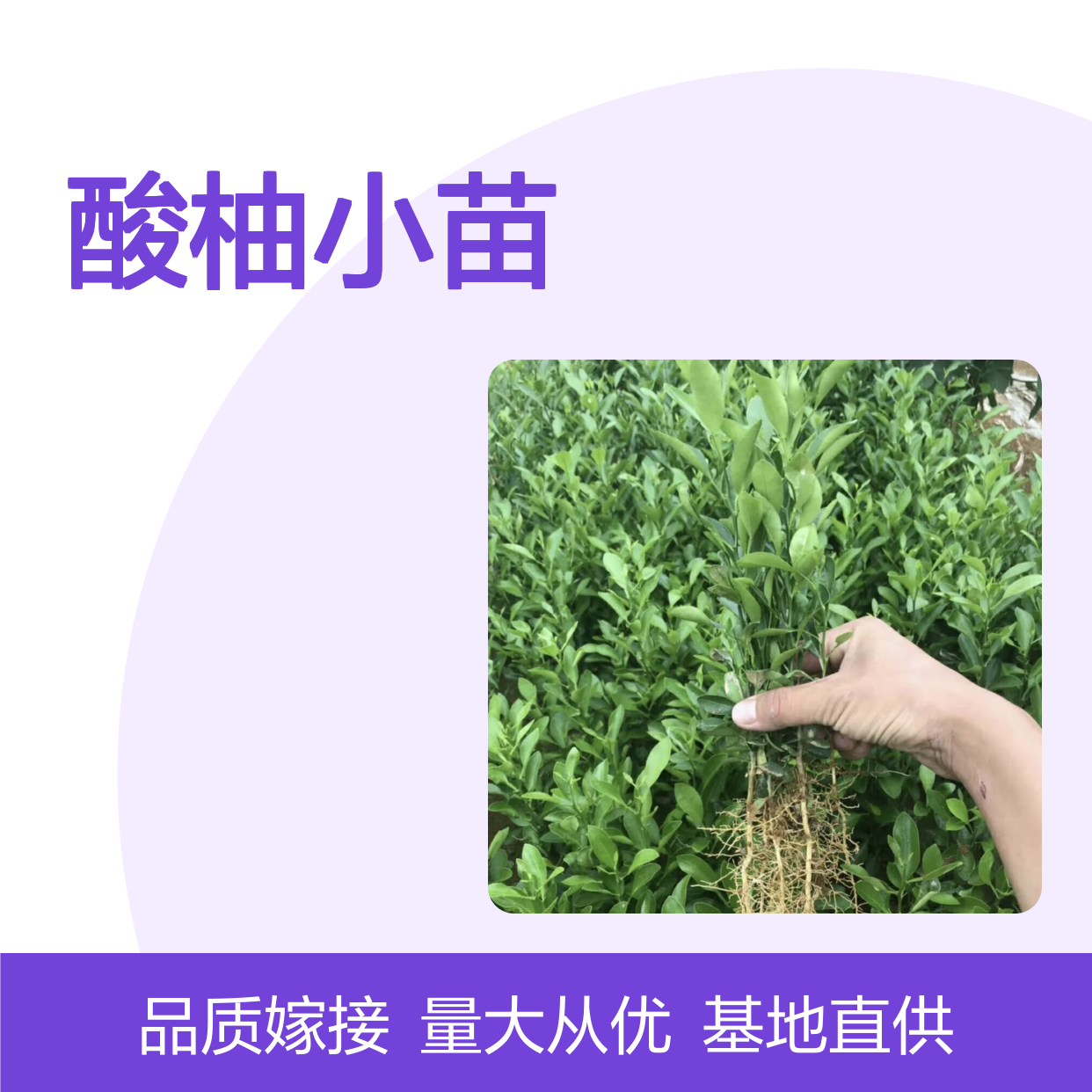 酸柚小苗基地直供 嫁接苗品质优良 生长旺盛 耐盐碱强