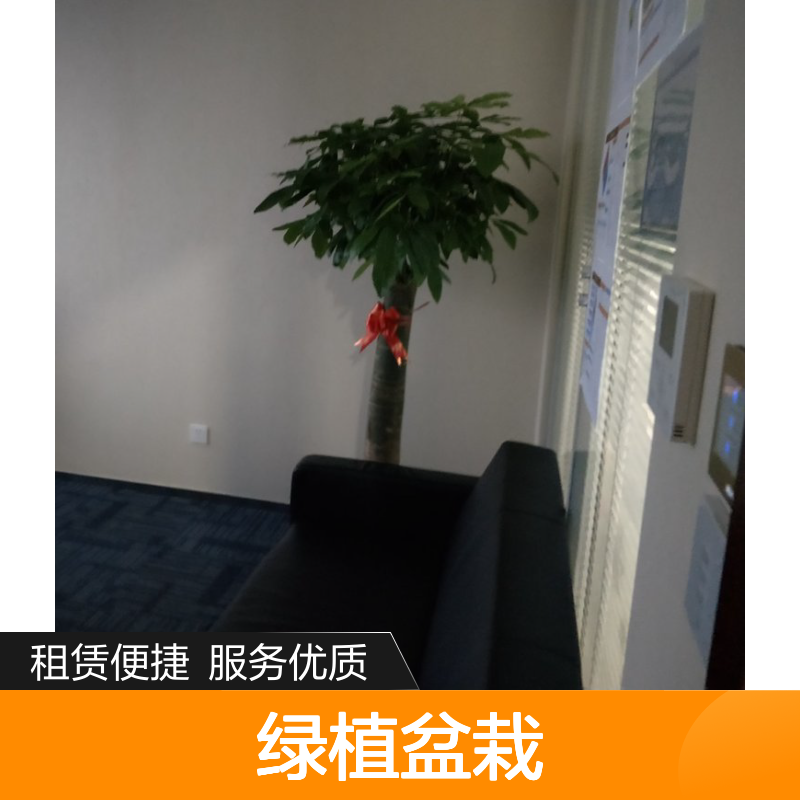 南韵竹风绿植盆栽 租赁服务优质 成活率高 货源充足