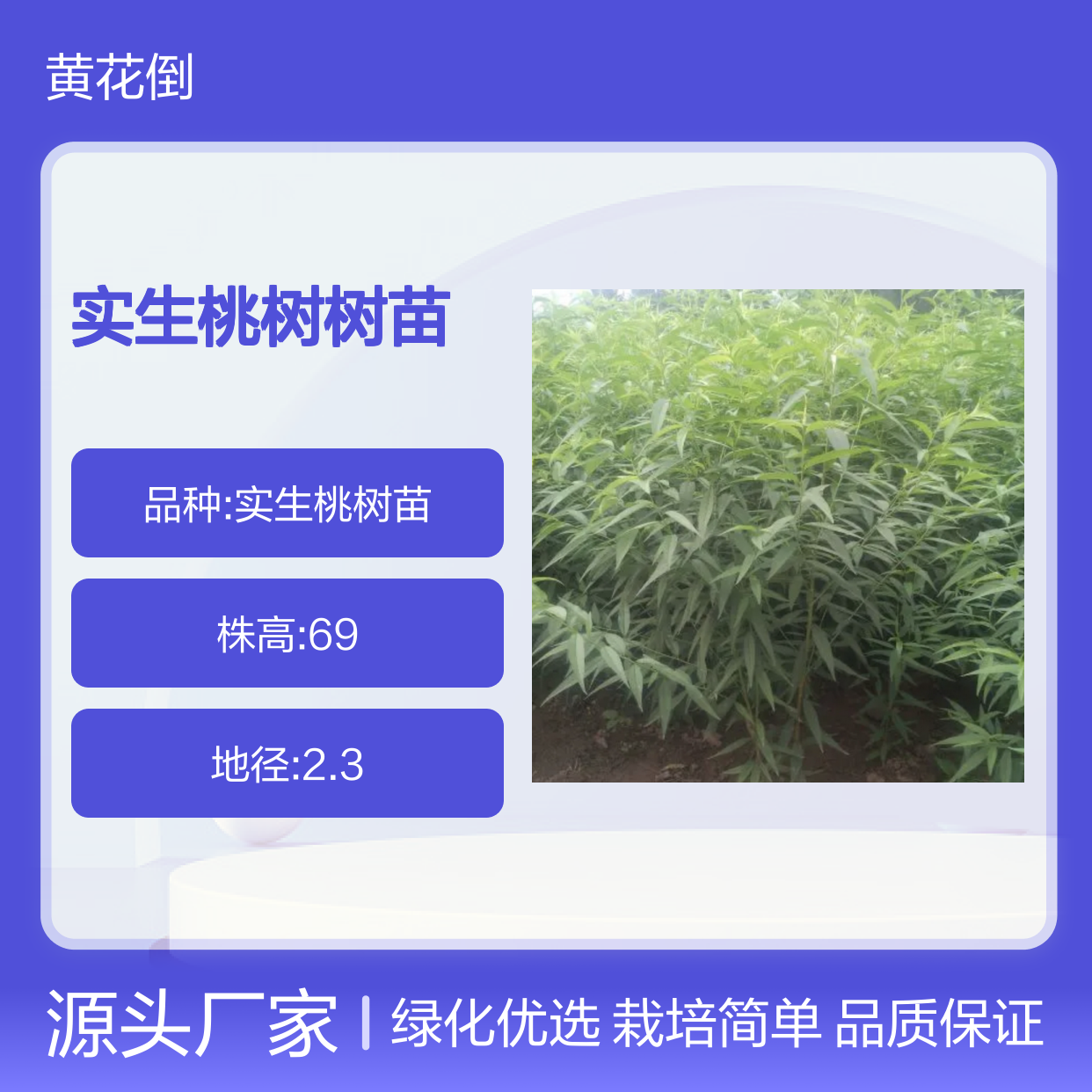 实生桃树树苗 园林绿化优选 耐寒耐旱 成活率高