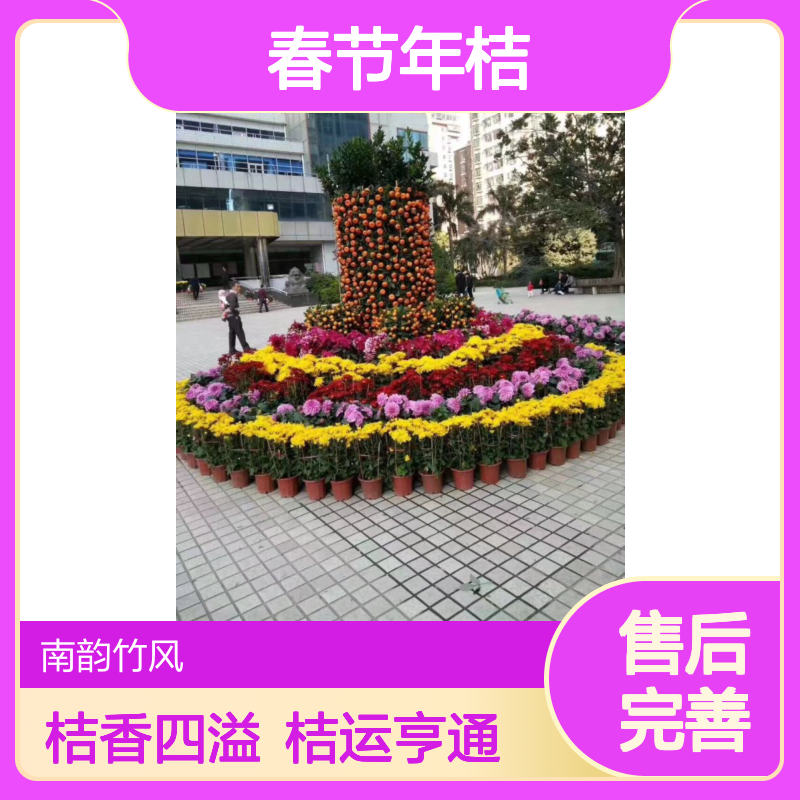 2026年春节年桔盆栽基地批发 1.8米朱砂桔888元起