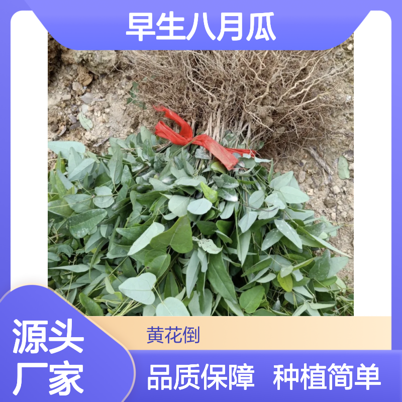 早生八月瓜果树苗木 基地直供 品种优良 抗病性强