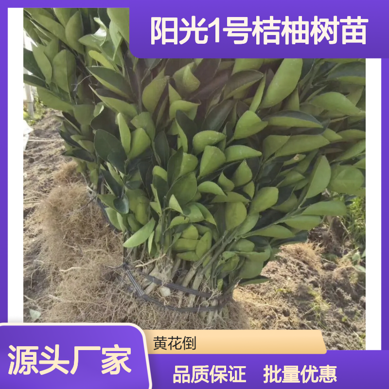 阳光1号桔柚树苗 早熟丰产 优质品种 适应性强 果实甜美