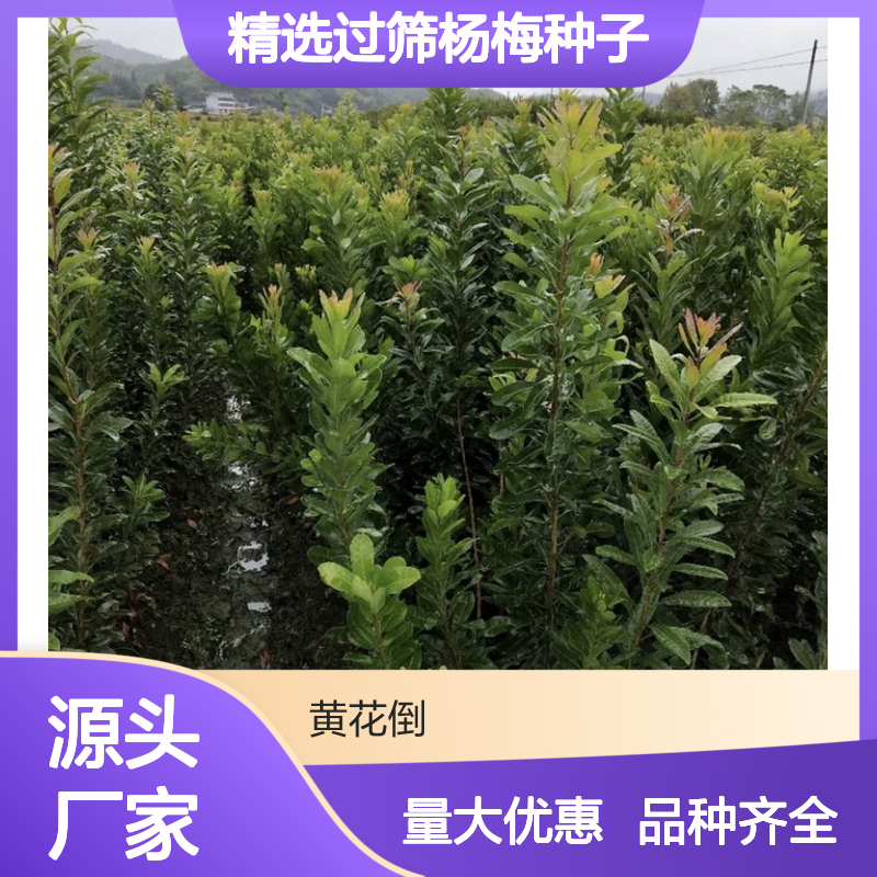 精选过筛杨梅种子 果园优选品种 汁多味甜 适应性强