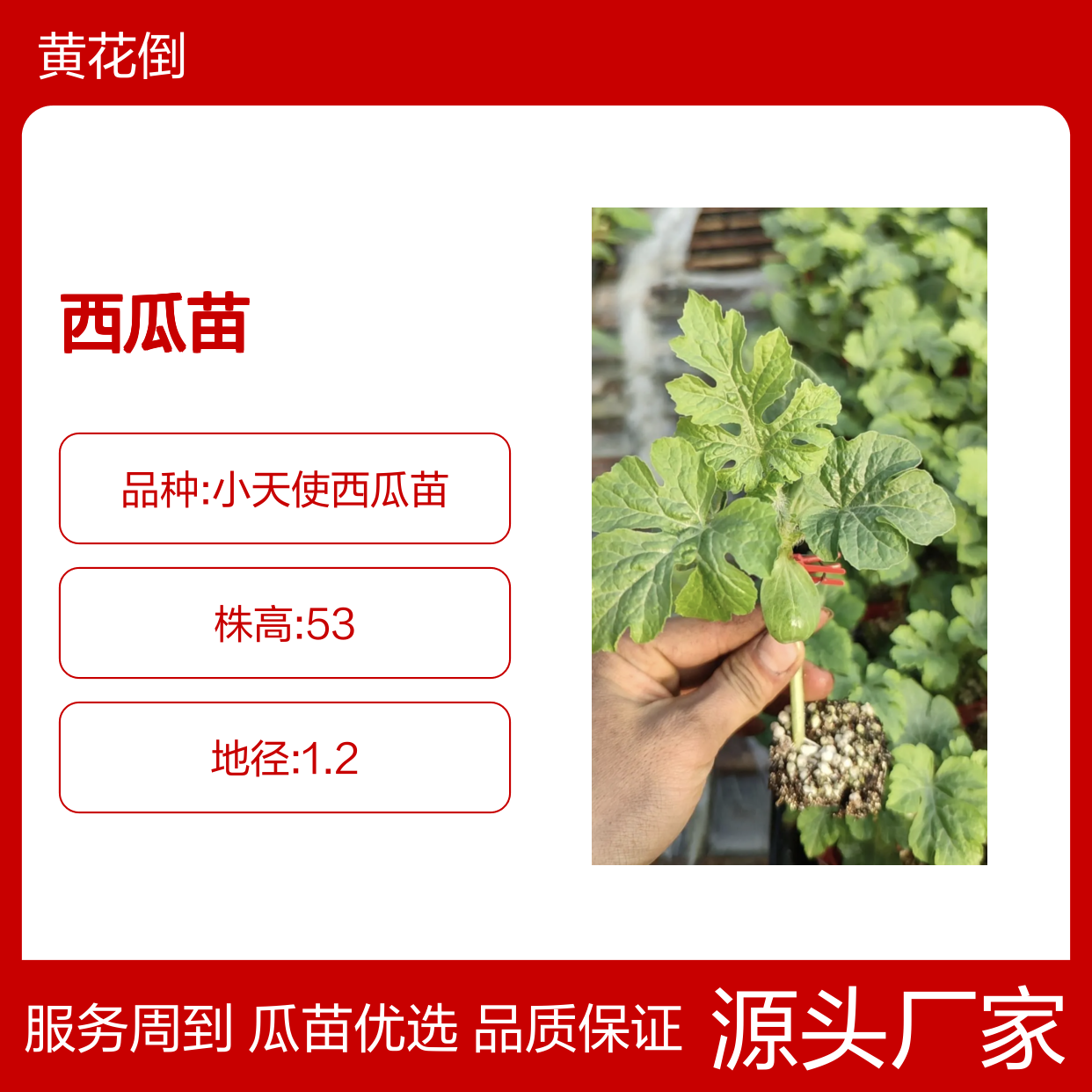 精选西瓜苗 种植园直供 早熟晚熟皆有 口感沙甜