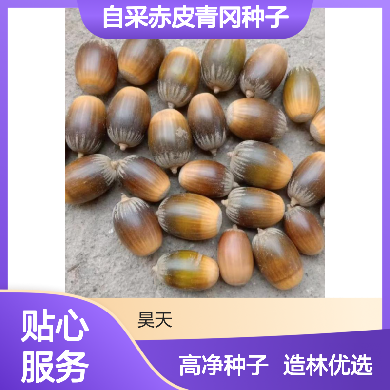 昊天园林 农户自采赤皮青冈种子 98%净度 常绿观叶露地造林佳选